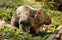 Wombat at Healesville