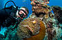 Introductory & certified diving available