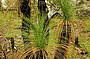 Change of scenery with the savannah country- Australian Grass Tree