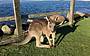 Kangaroo sightings highly likely!