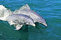 Grand Pacific Drive & Jervis Bay Dolphins (J36)