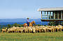 Aussie Farm Life - Tobruk Sheep Station (J2)