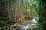 Mt Tamborine rainforest & creek
