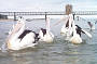 Our friendly Pelicans