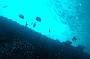 SCUBA Dive with Adventure Moreton Island