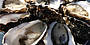 Taste our wonderful Bruny Island Oysters