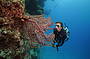 Diving the renowned Agincourt ribbon reefs