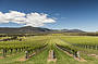 Hunter Valley Scenic Wine & Dine Tour