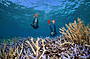 Snorkel 3 different Agincourt Reef sites