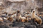 Penguin Parade & Koala Highlights with Antarctic Journey Entry