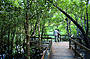 Rainforest Boardwalk