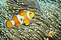 It Nemo! An Anenome Fish.
