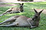 two kangaroos lying on the grass
