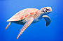 Sea Turtle in the deep blue of the Coral Sea.
